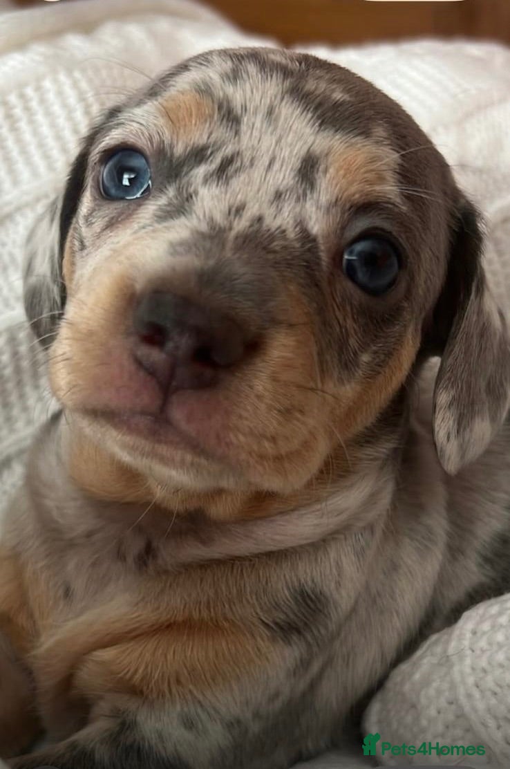 Mixed Breed dogs Miniature Daschund X Frenchie puppies - Advert 6