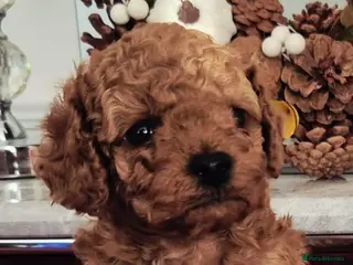 Cavapoo dogs F1B HEALTH TESTED CAVAPOO PUPPIES - Advert 1
