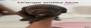 Orange smiley face