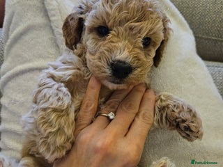 Poochon dogs Poochon pups ready 11.1.26 - Advert 1