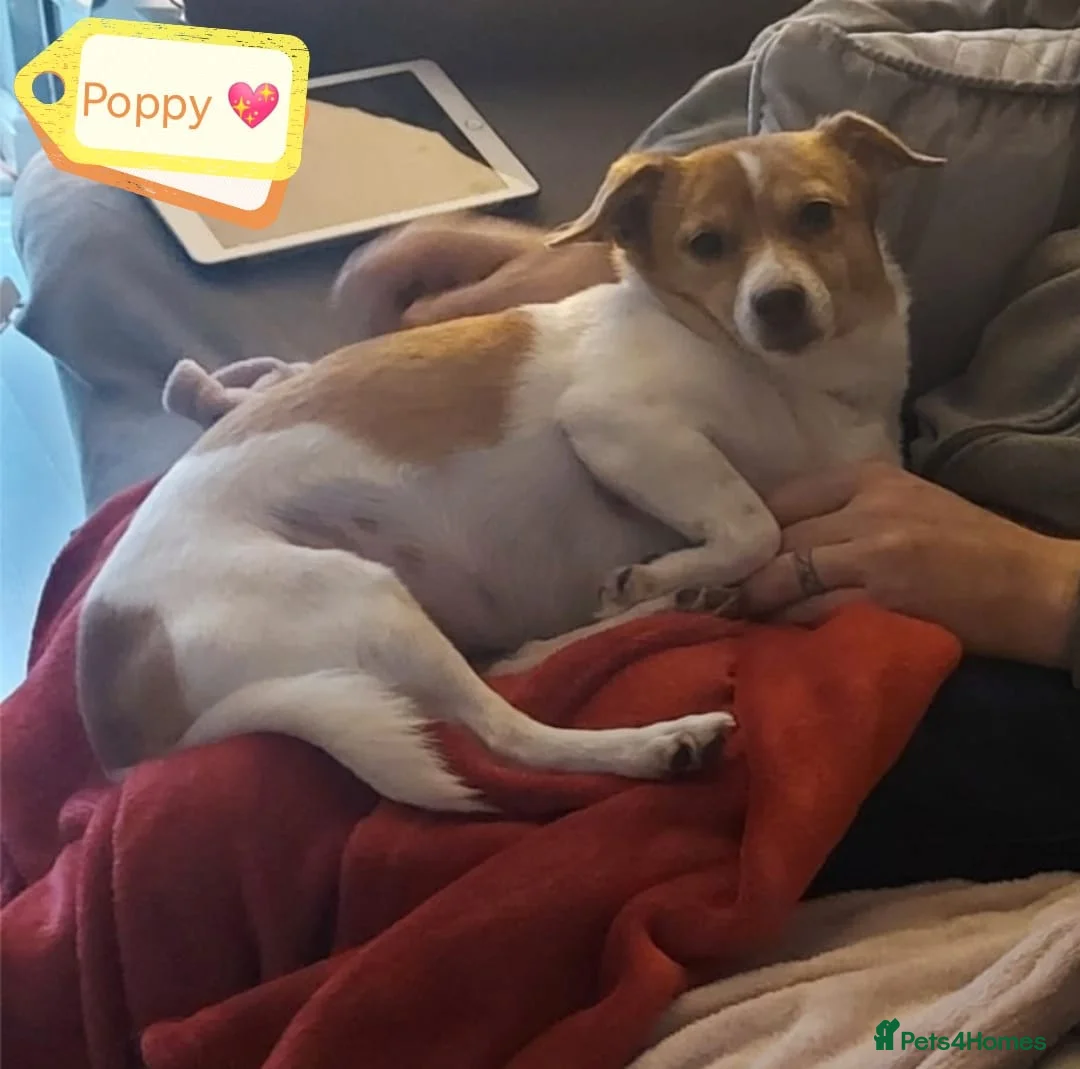 Mixed Breed dogs for adoption: URGENT FOSTER NEEDED: ❤️POPPY❤️Small 7 yo girl in Paignton - Advert 4