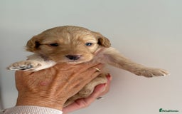 Labradoodle dogs for sale: Miniature Labradoodle Pups - Image 25