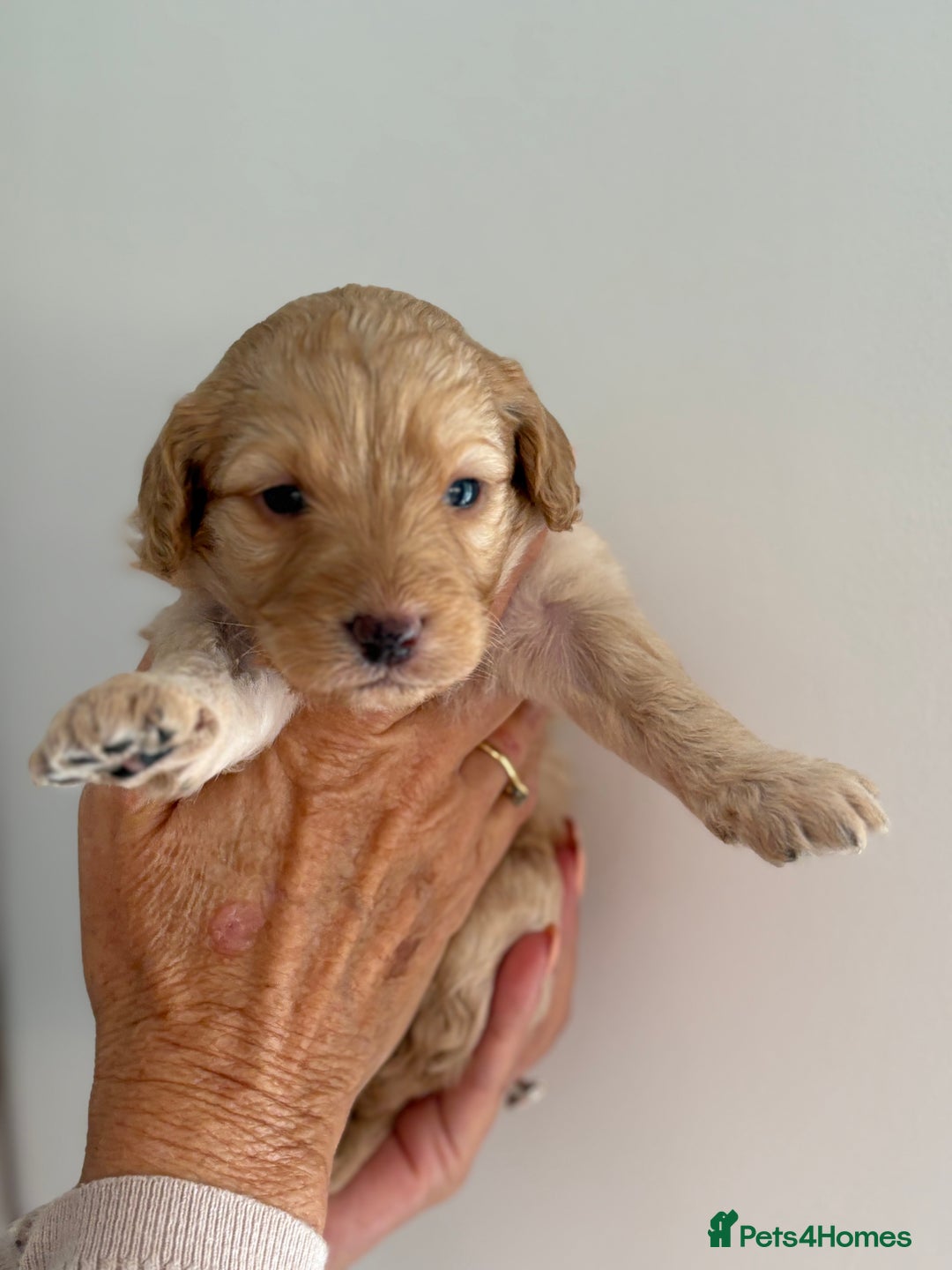Labradoodle dogs for sale: Miniature Labradoodle Pups - Image 25