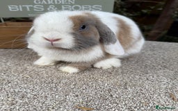 Mini Lop rabbits for sale: Blue torte extreme doe available  - Image 1