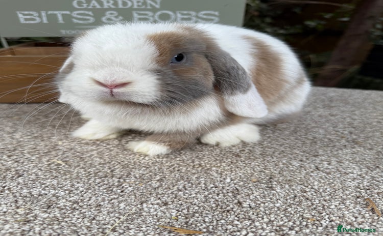 Mini Lop rabbits - Advert 7