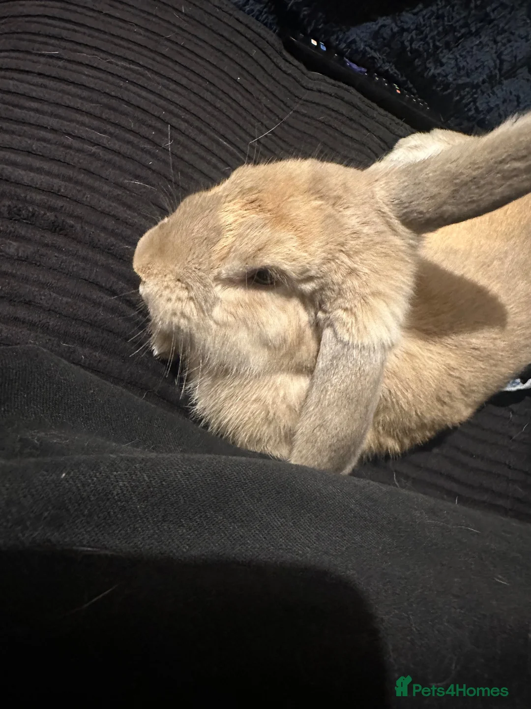 French Lop rabbits for sale: Male rabbit  - Advert 3