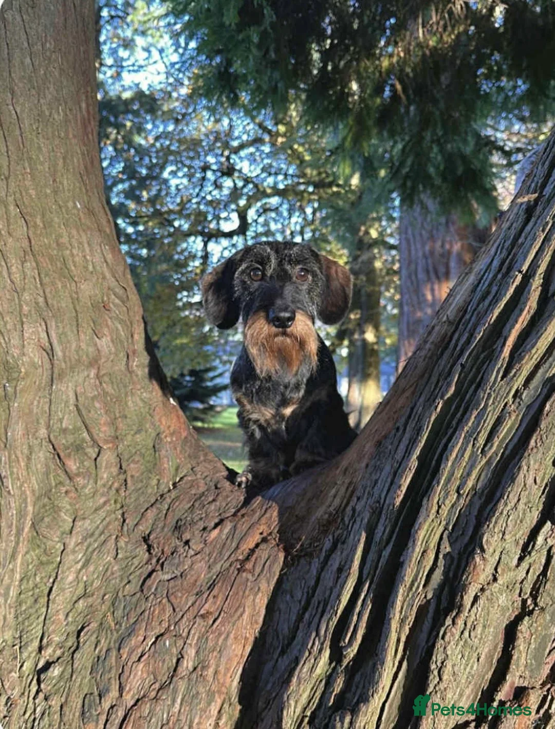 Miniature Dachshund dogs for stud: PRA Clear Mini Wire For Stud!!!! - Advert 3