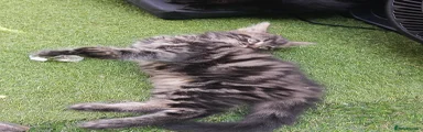 Male tabby long hair 