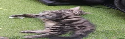 Mixed Breed cats for sale: Kittens for sale - Advert 2