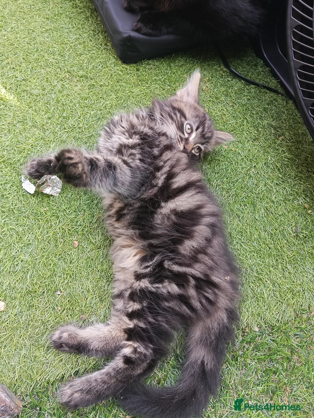 Mixed Breed cats for sale: Kittens for sale - Advert 2