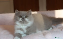 British Shorthair cats for sale: BSH/BLH Females TICA Reg  - Image 16