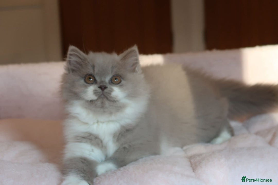 British Shorthair cats for sale: BSH/BLH Females TICA Reg  - Image 16