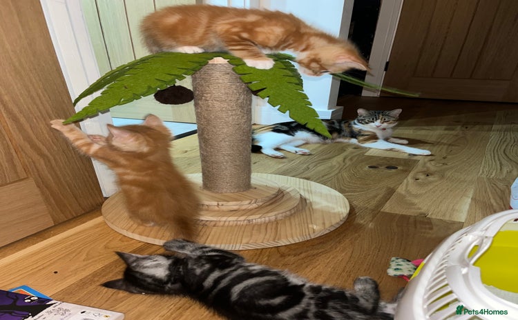 Maine Coon cats - Advert 11