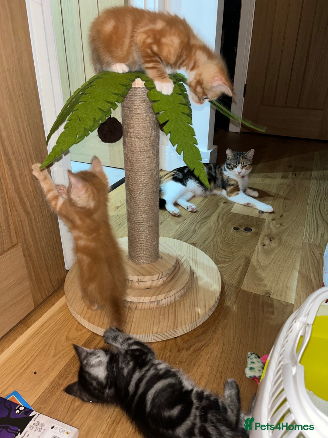 Maine Coon cats for sale: Maine Coon x Domestic Shorthair  - Image 4