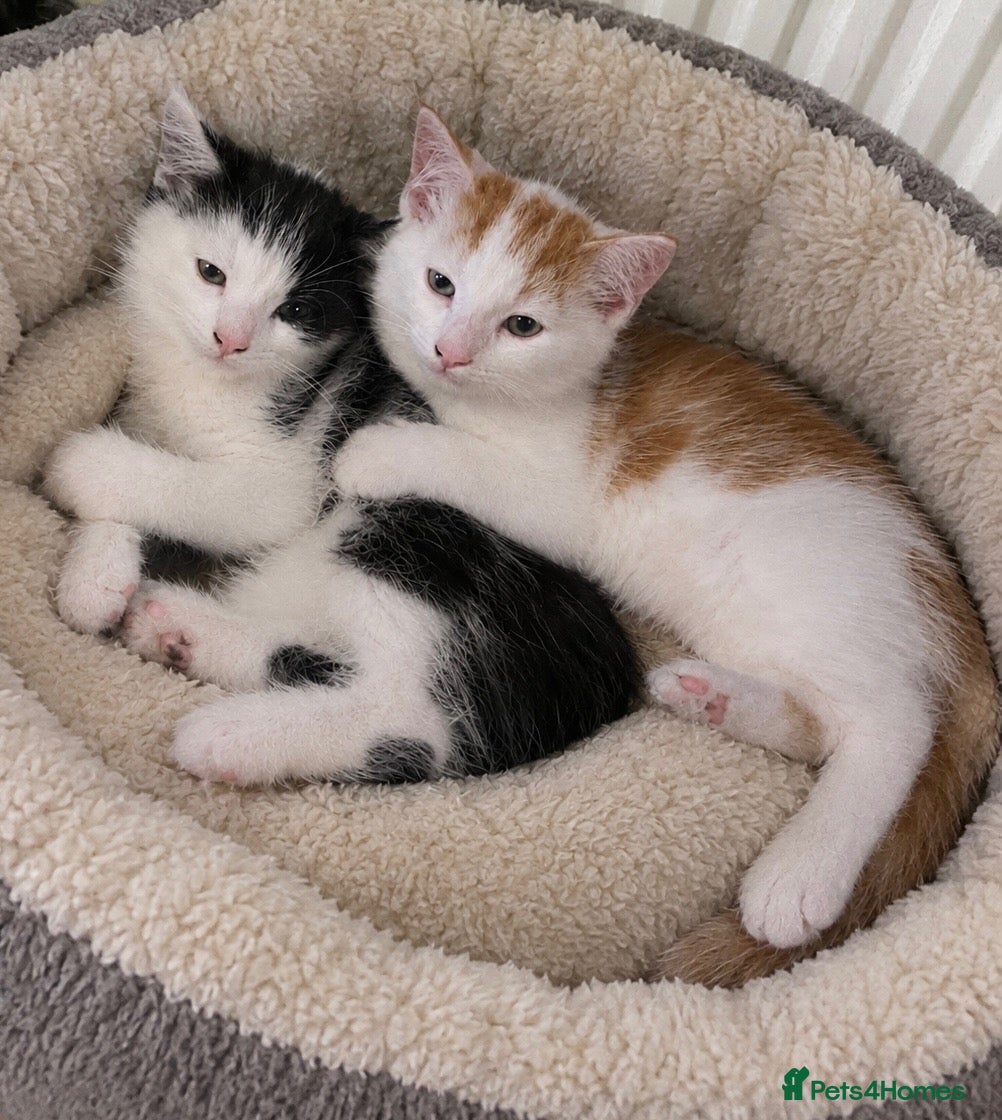 Mixed Breed cats 3 beautiful kittens - Advert 11