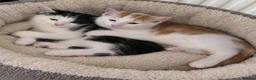 Mixed Breed cats for sale: 3 beautiful kittens - Advert 3