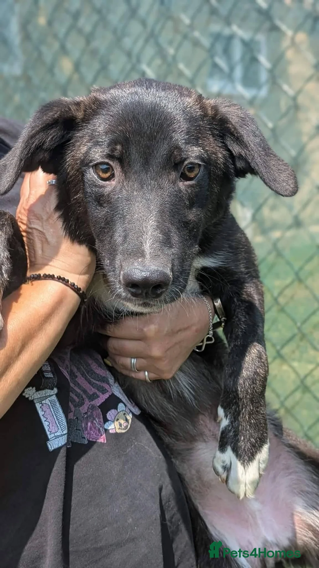 Mixed Breed dogs for adoption: Green for adoption in Hastings - Advert 1