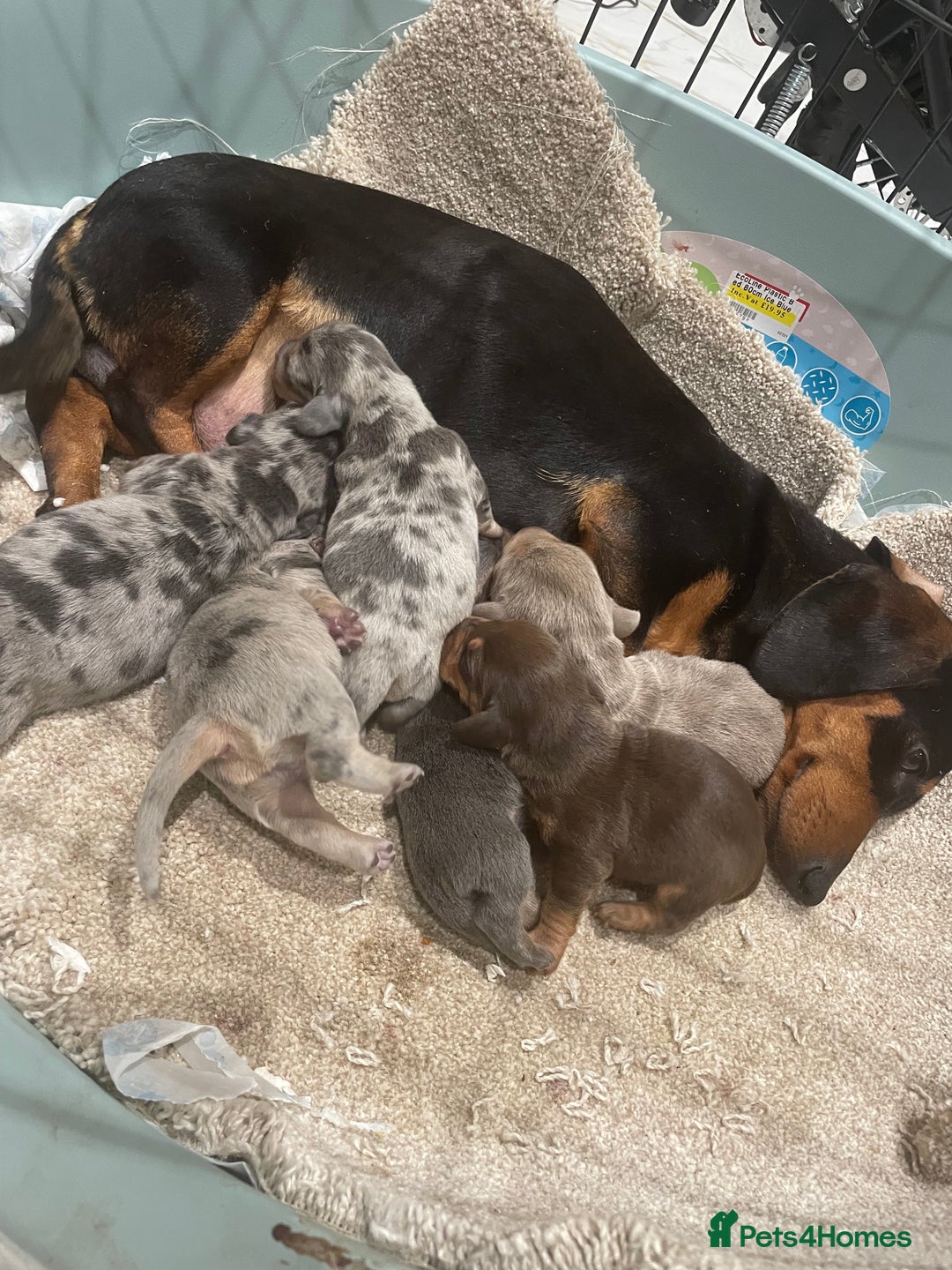 Dachshund dogs for sale: Full breed dachshund  - Advert 4