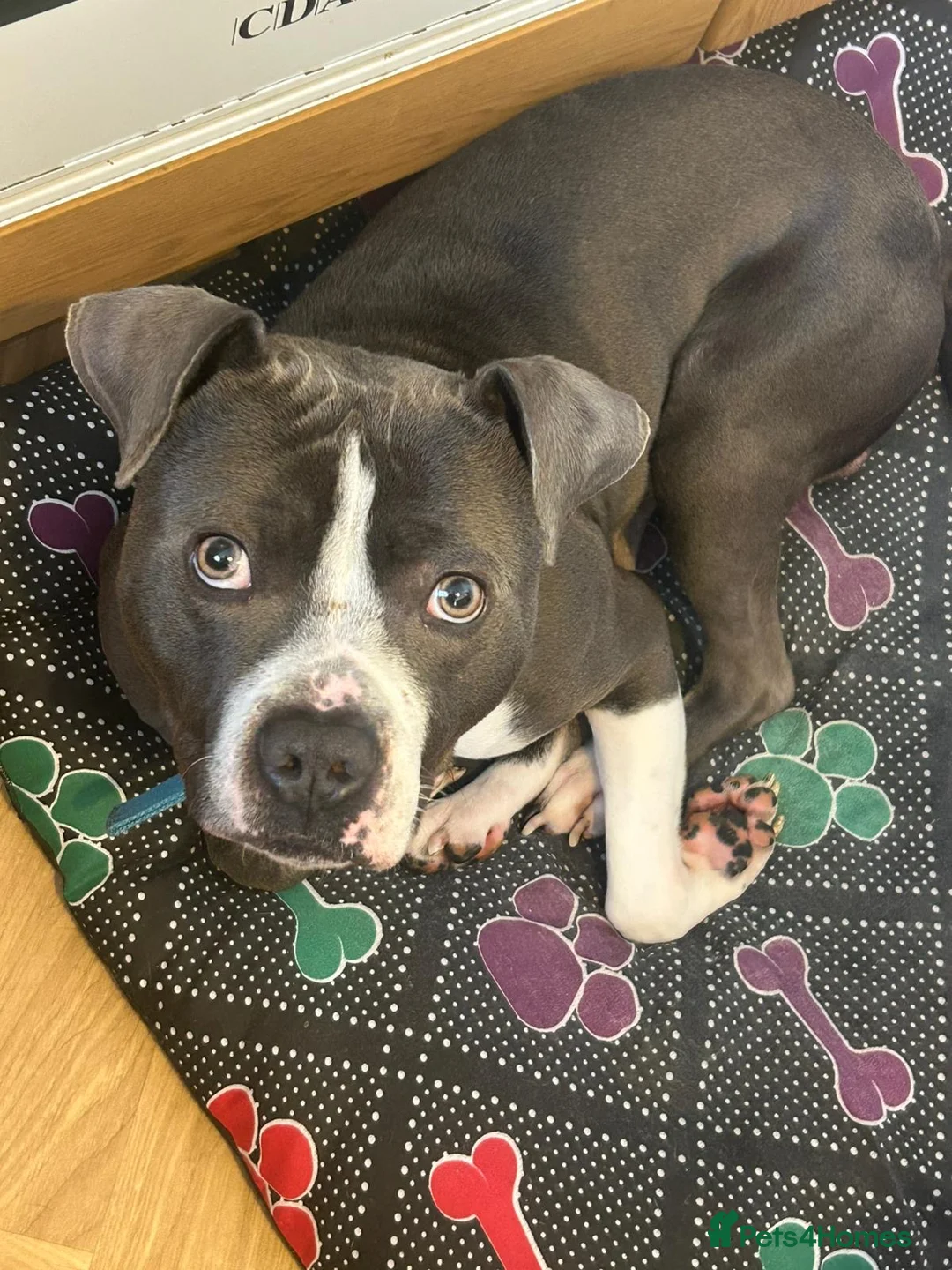 Mixed Breed dogs for sale: Our loving family dog called ace in Sutton-in-Ashfield - Advert 1