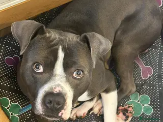 Mixed Breed dogs Our loving family dog called ace - Advert 2