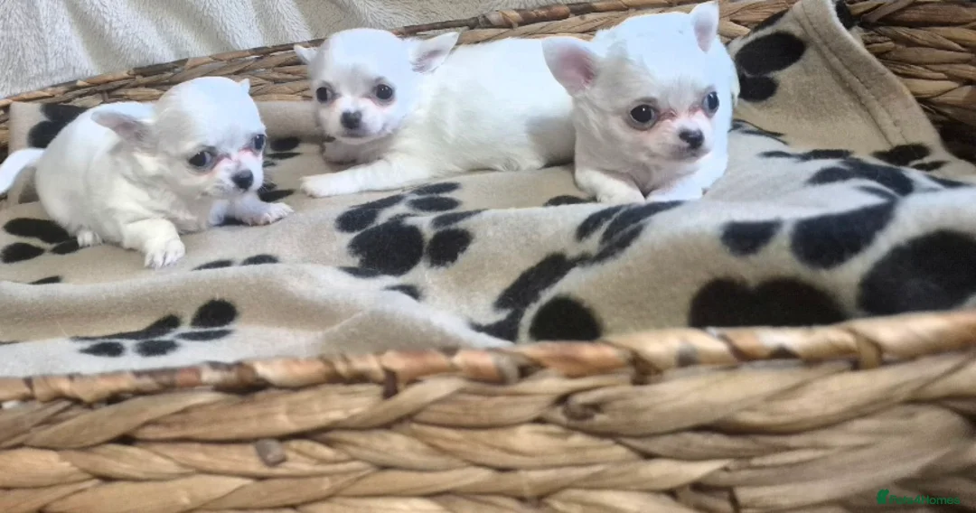 Chihuahua dogs for sale: X3 long haired Chihuahuas  - Advert 2