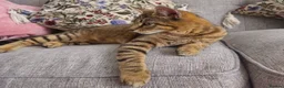 Mixed Breed cats for sale: Rehoming female tabby - Advert 2