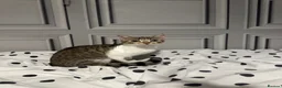 Bengal cats for sale: Beautiful bengal female cat  - Advert 2