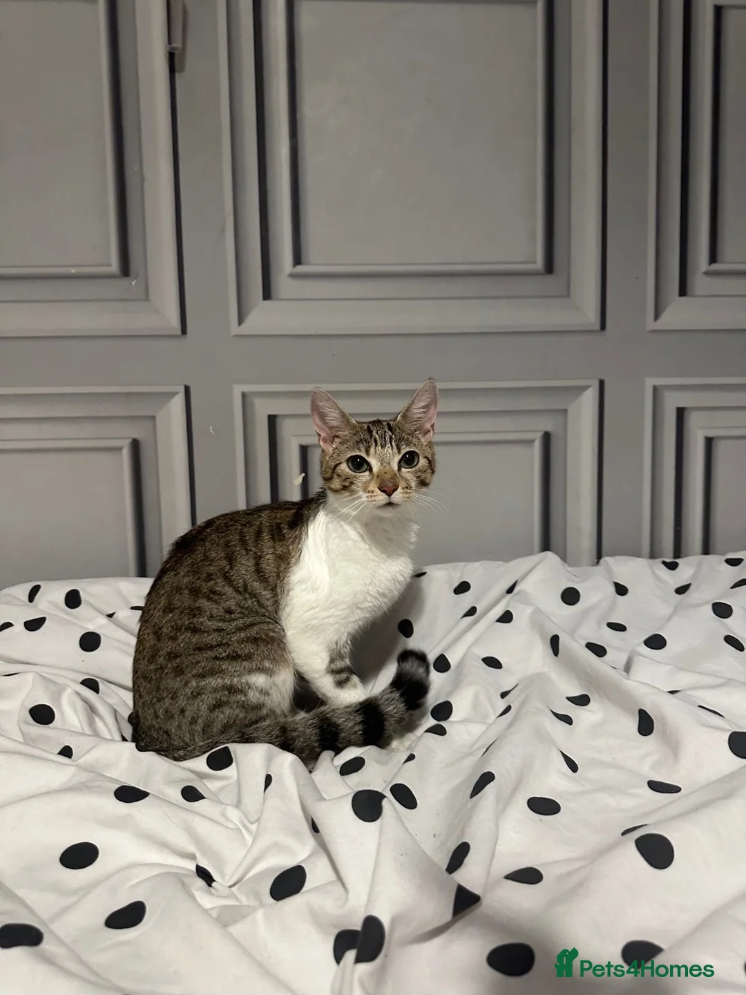 Bengal cats for sale: Beautiful bengal female cat  - Advert 2