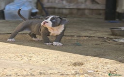 Mastiff dogs for sale: Boerbel x ultimate Mastiff in London - Image 14