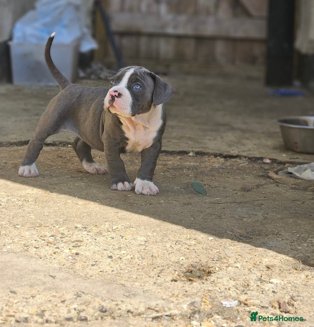 Mastiff dogs for sale: Boerbel x ultimate Mastiff in London - Image 14