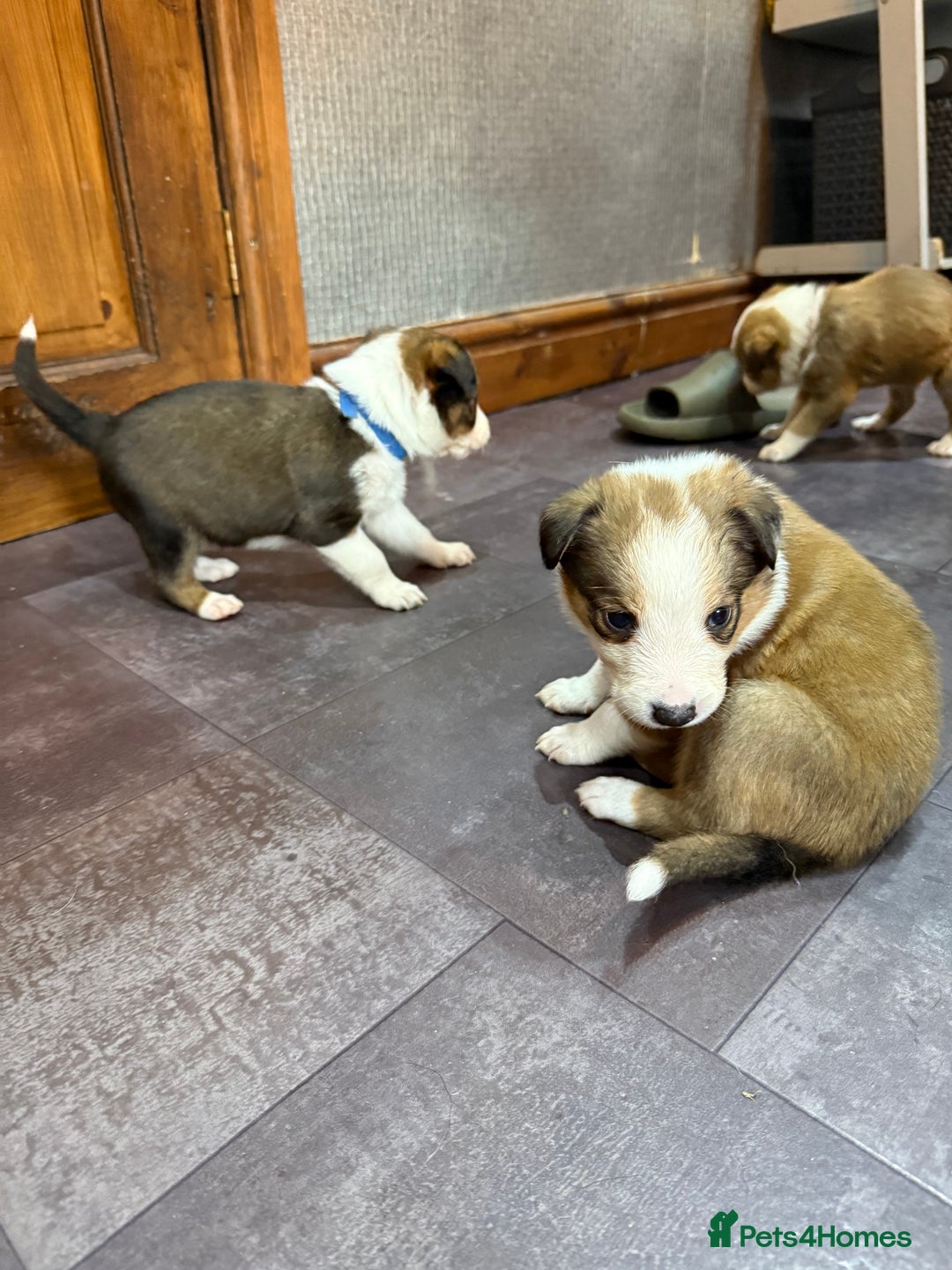 Mixed Breed dogs for sale: Border collie X Welsh collie pups - Advert 9