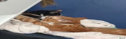 Mixed Breed cats for sale: Benji and Sassy in Birkenhead - Advert 2