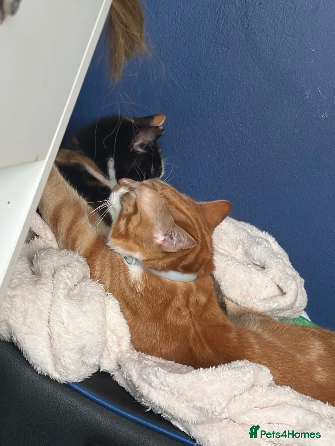 Mixed Breed cats for sale: Benji and Sassy in Birkenhead - Advert 2