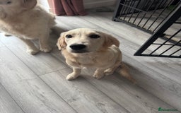 Golden Retriever dogs for sale: Female Golden Retriever - Image 3