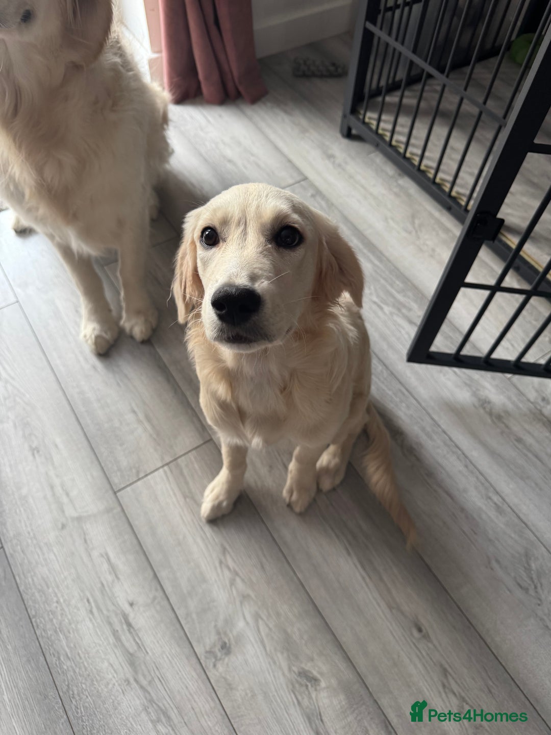 Golden Retriever dogs for sale: Female Golden Retriever - Image 3