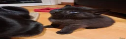 Mixed Breed cats for sale: 3 Adorable Black Kittens looking for Home - Advert 16