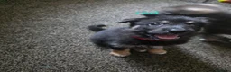 Shepsky dogs for sale: 9 shepsky puppies  - Advert 19