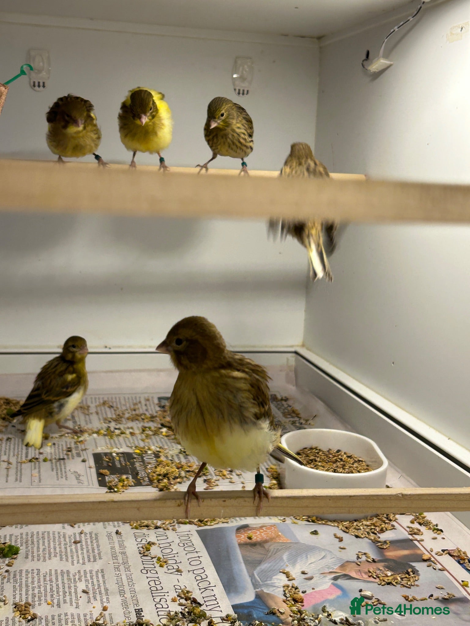 Canaries birds FIFE CANARY'S THIS YEARS  - Advert 1