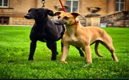 Whippet dogs for sale: Whippet litter - Image 1