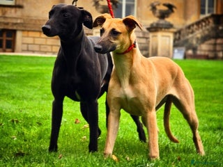 Whippet dogs - Advert 7