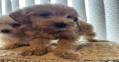 Maltipoo dogs - Advert 1