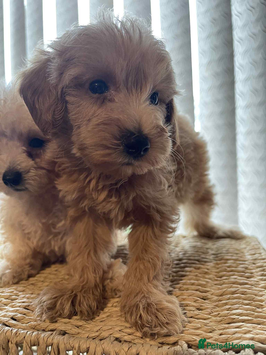 Maltipoo dogs for sale: Maltipoo babies  - Image 2