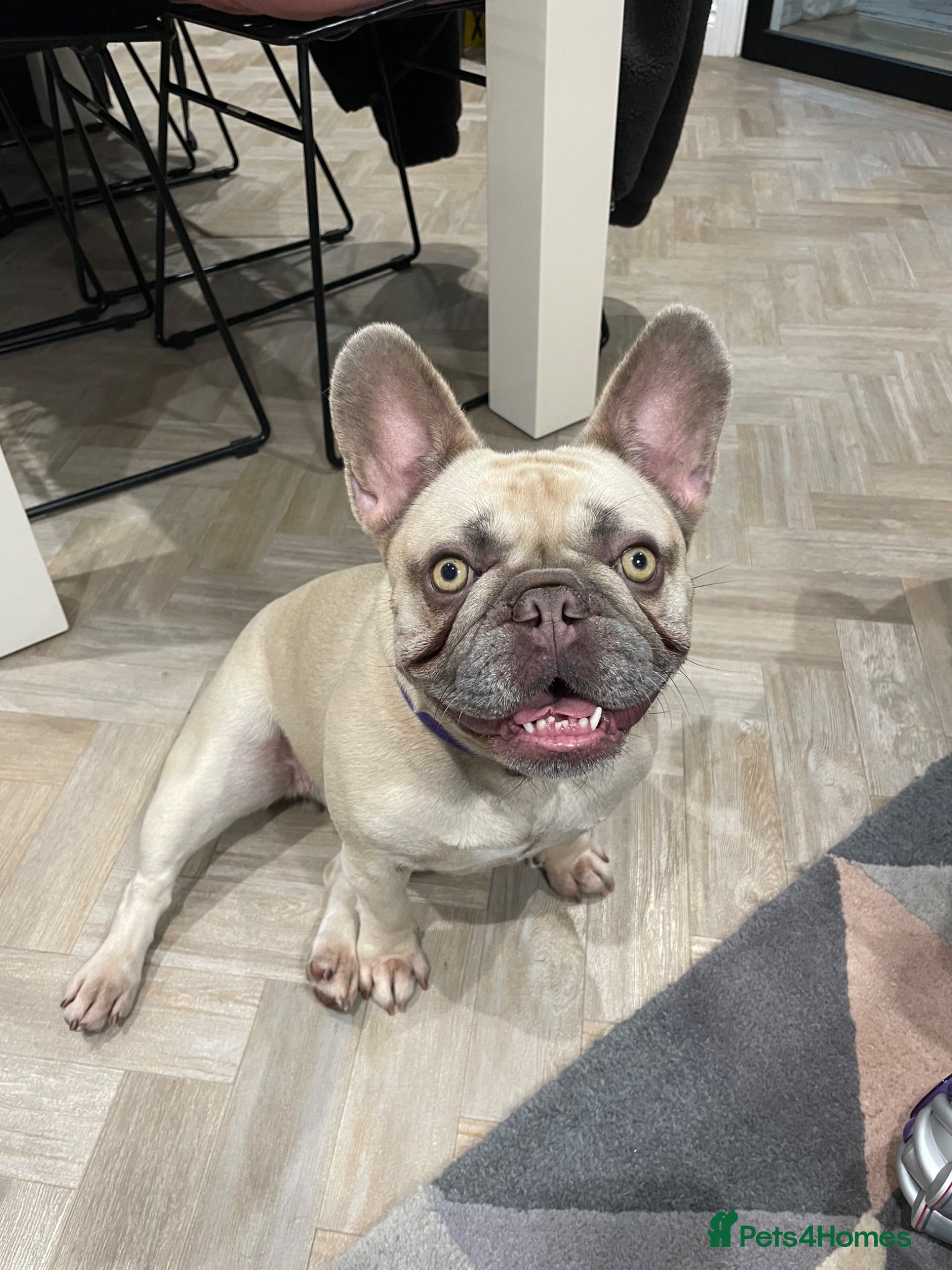 French Bulldog dogs Miss Bella - Advert 4