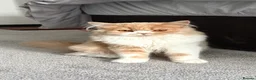 Scottish Fold cats for sale: Scottish fold  - Advert 4