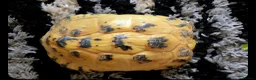 Tortoise reptiles for sale: Tortoise FREE to a good home  in Widnes - Advert 1
