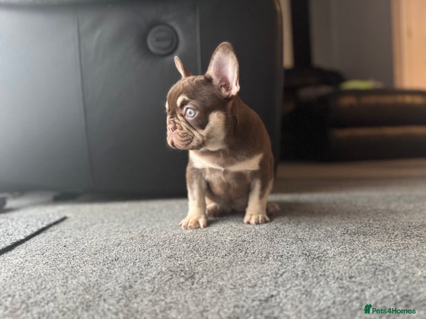 French Bulldog dogs - Advert 16