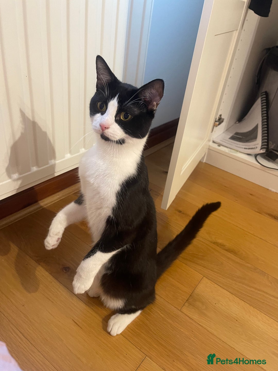 Mixed Breed cats for sale: Looking for a good home  - Image 6