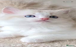 Ragdoll cats for sale: INDOOR TWO MALE GCCF REGISTERED RAGDOLL KITTENS - Image 25