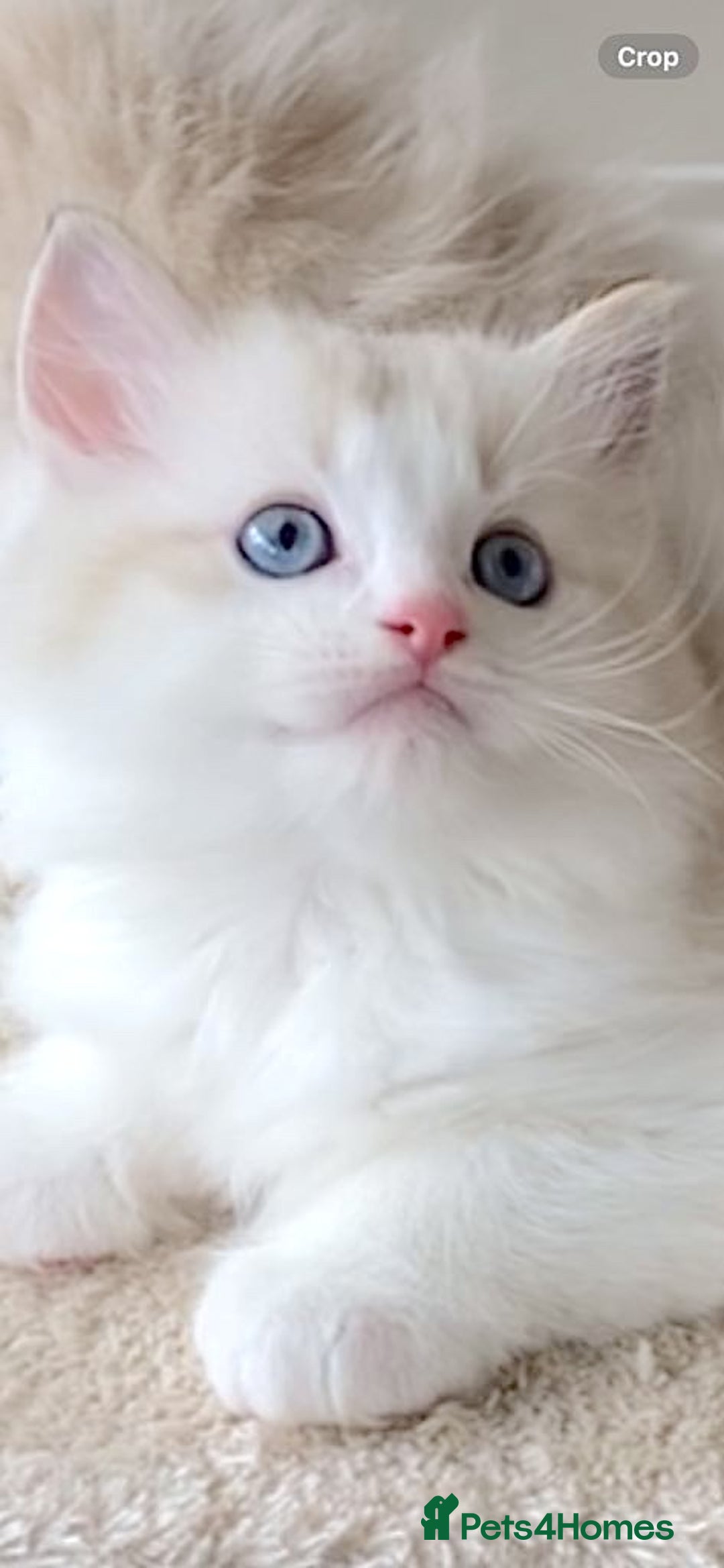 Ragdoll cats for sale: INDOOR TWO MALE GCCF REGISTERED RAGDOLL KITTENS - Image 25