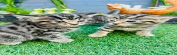 Mixed Breed cats for sale: 5 adorable kittens looking for their forever homes - Advert 5